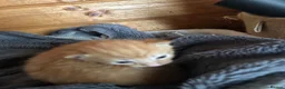 Mixed Breed cats for sale: Kittens - Advert 1