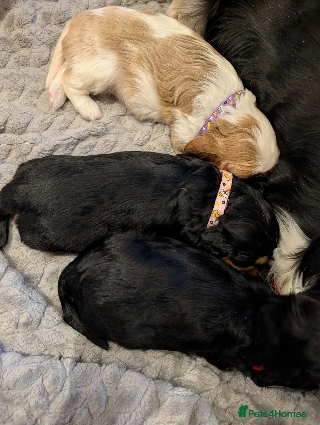 Cavalier King Charles Spaniel dogs for sale: Cavalier puppies  in Newport-on-Tay - Advert 2