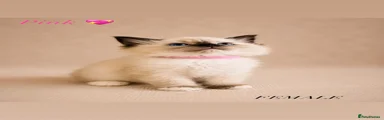 Ragdoll Kitten 1