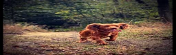 Cockapoo dogs for sale: Outstanding litter of F1 Cockapoo’s in Durham - Advert 2