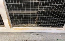 Mini Lop rabbits for sale: 2 Mini Lop + Large Hutch Ready for 5 star Family  - Image 7