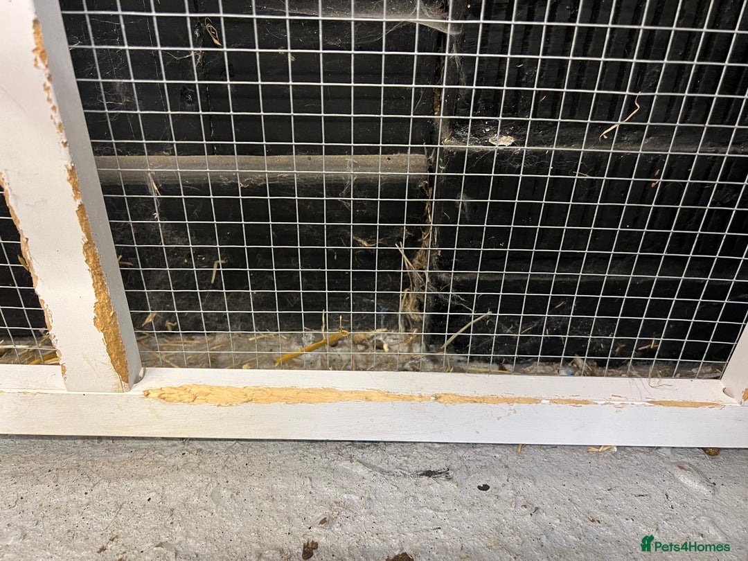 Mini Lop rabbits for sale: 2 Mini Lop + Large Hutch Ready for 5 star Family  - Image 7