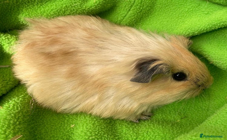 Guinea Pig rodents for sale - Advert 2
