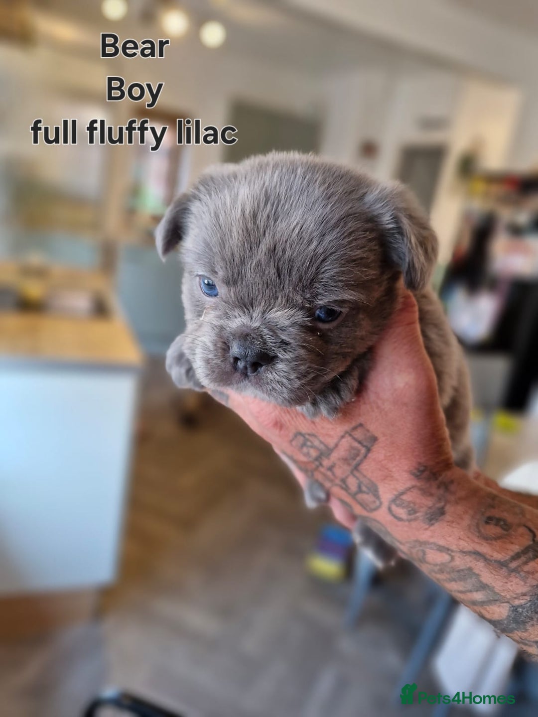 French Bulldog dogs for sale: French bulldog FLUFFY pups - Image 16