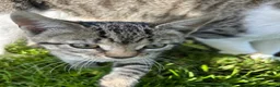 Mixed Breed cats for sale: 3 females available. Ready to leave now  in Preston - Advert 7