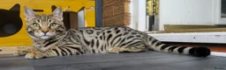 Bengal cats for sale: 🔥Stunning Bengal boys ready to leave🔥 - Advert 3