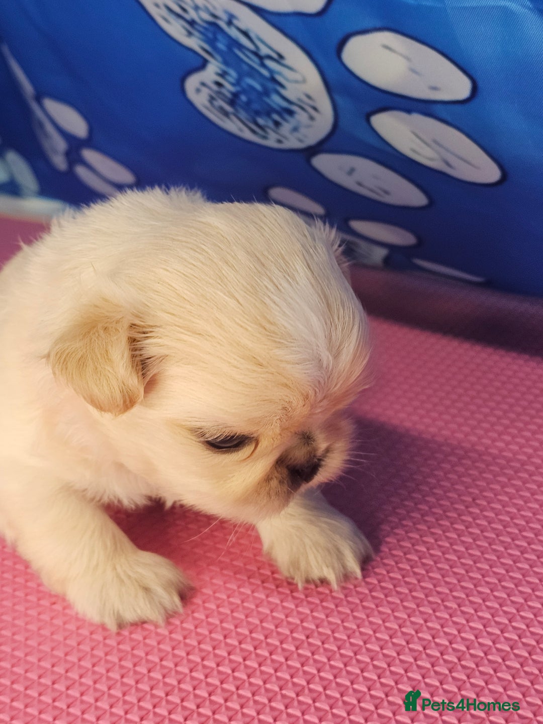 Shih Tzu dogs for sale: Pedigree smallest possible size Shih Tzu - Advert 5