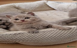 British Shorthair cats for sale: British Shorthair Kittens  - Image 6