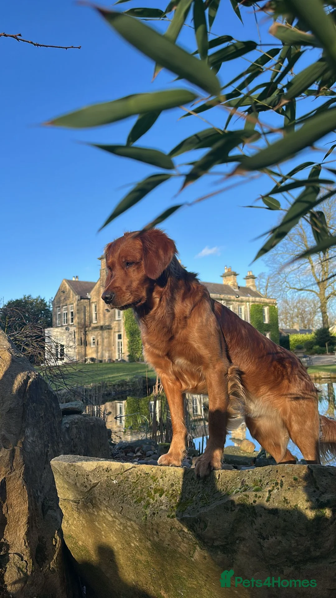 Golden Retriever dogs for stud: SIMBA ( MALE GOLDEN RETRIEVER ) - Advert 1