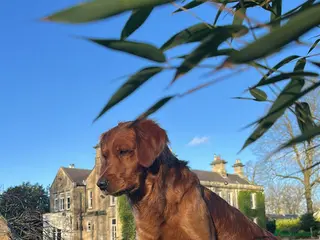 Golden Retriever dogs SIMBA ( stud available ) MALE GOLDEN RETRIEVER - Advert 10