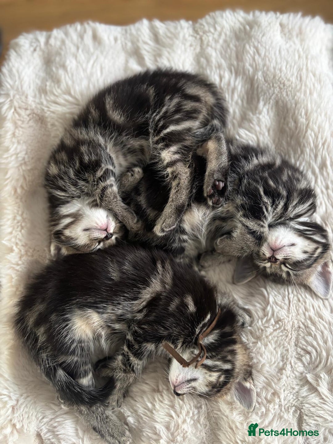 Ragcoon cats for sale: Beautiful Ragcoon Kittens - Image 9