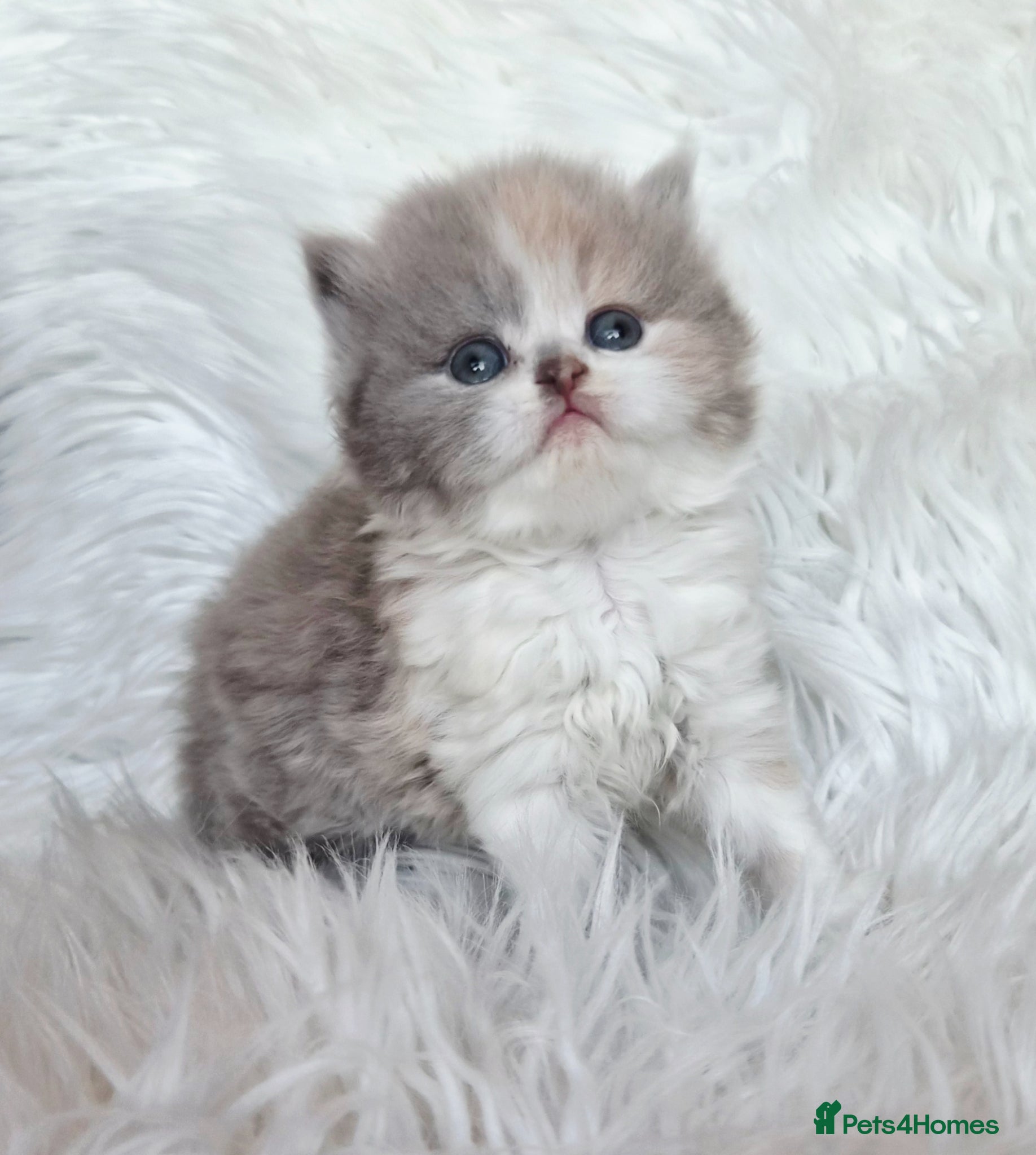 British Shorthair cats Gorgeous British shorthair kittens and 1 longhair  - Advert 17