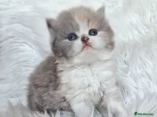 British Shorthair cats Gorgeous British shorthair kittens and 1 longhair - Advert 17