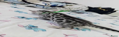 Bengal 1