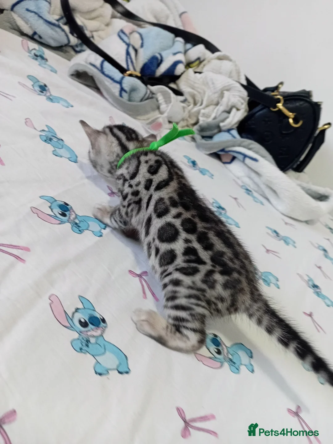 Bengal cats for sale: 5 male stunning pure breed bengal kits - Advert 2