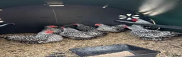 Chickens poultry for sale: Bantam Wyandotte hens - Advert 8