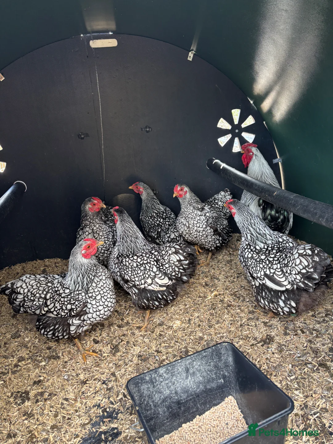 Chickens poultry for sale: Bantam Wyandotte hens - Advert 8
