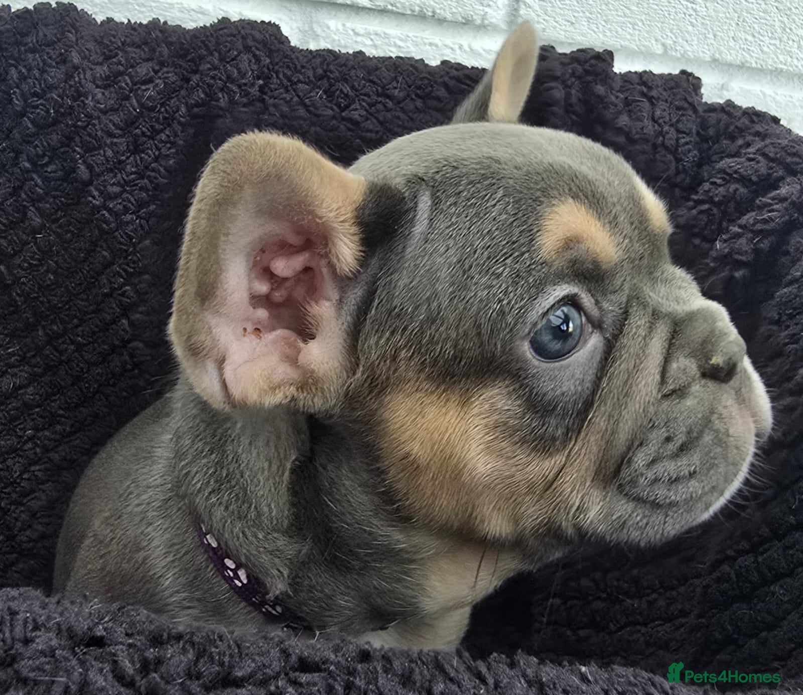 French Bulldog dogs Exceptional French Bulldog Puppies - Advert 1