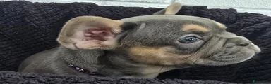 French Bulldog 3