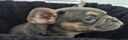 French Bulldog dogs for sale: Exceptional French Bulldog Puppies - Advert 1