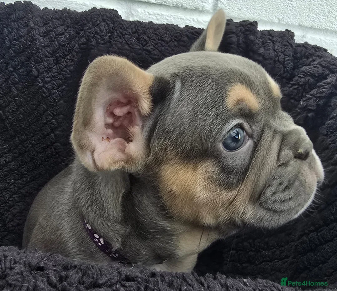 French Bulldog dogs for sale: Exceptional French Bulldog Puppies - Advert 1