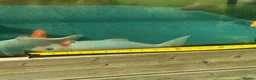 Koi Carp fish for sale: Koi Carp ‘Roy the Koi’ very friendly  in Chelmsford - Advert 4