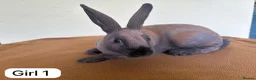 Rex rabbits for sale: Mini Rex Swansea  - Advert 4
