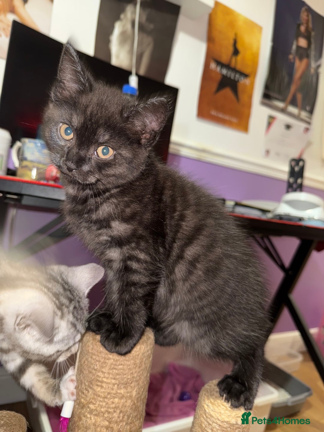 British Shorthair cats for sale: Black Smoke BSH X male - Advert 4