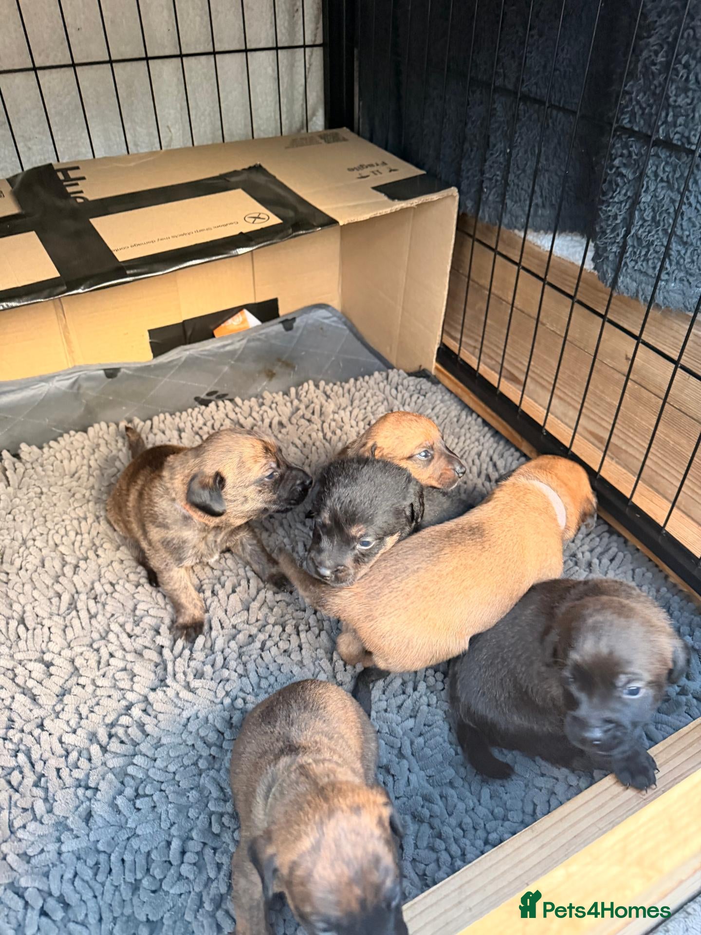 Mixed Breed dogs Patterdale X puppies - only 2 left! - Advert 3