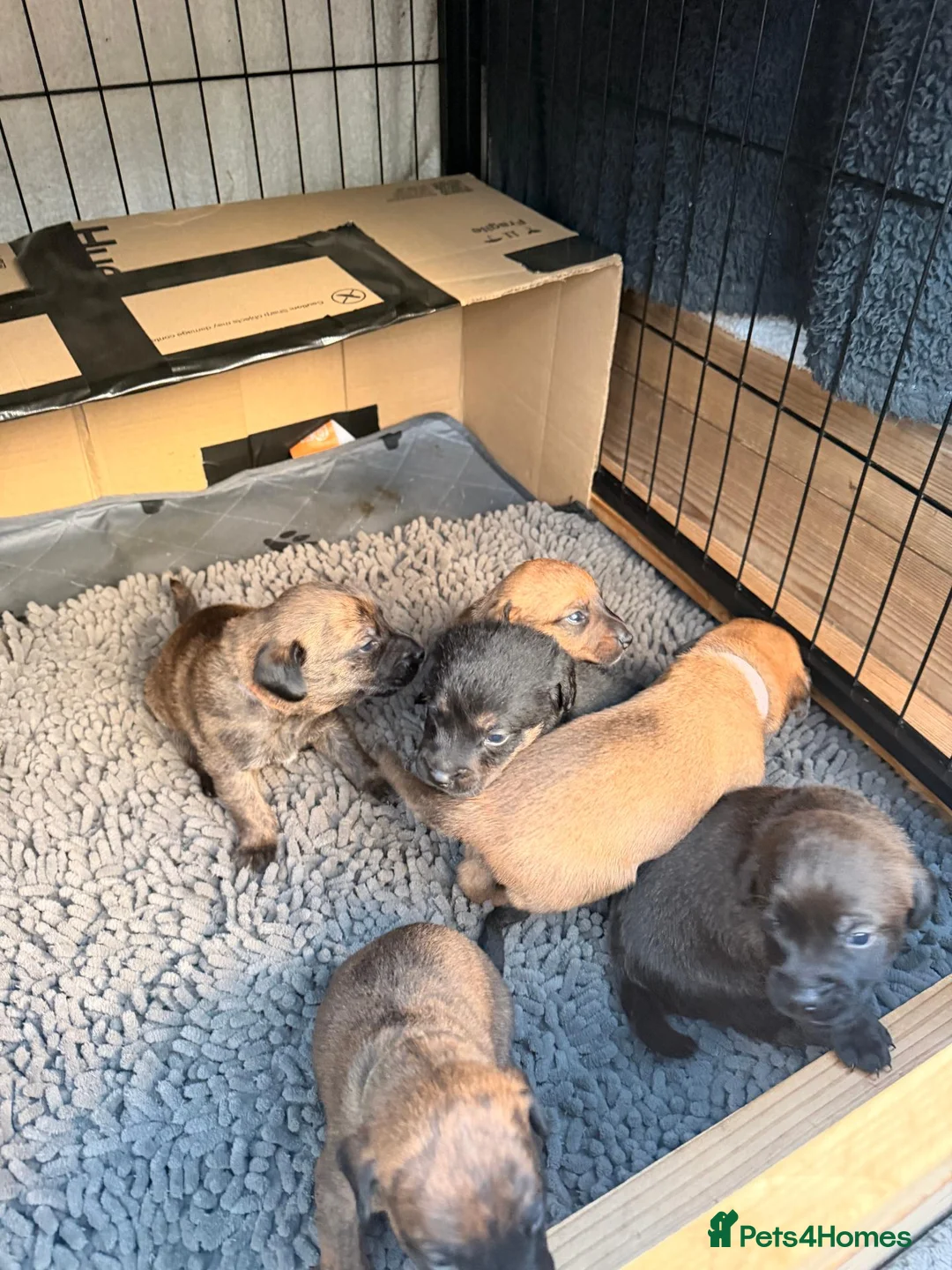 Mixed Breed dogs for sale: Patterdale X puppies - only 2 left! - Advert 1