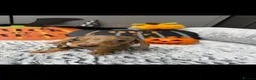 Dachshund dogs for sale: Miniature dachshunds  - Advert 13