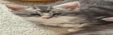 Maine Coon 2