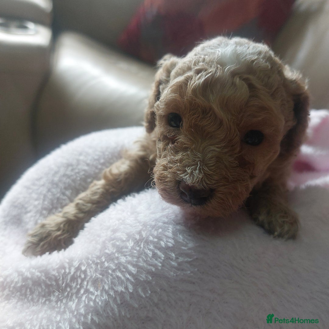 Miniature Poodle dogs for sale: MINIATURE POODLES - Image 15