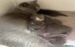 British Shorthair cats for sale: Champion Bloodlines British Shorthair kitten - Image 8