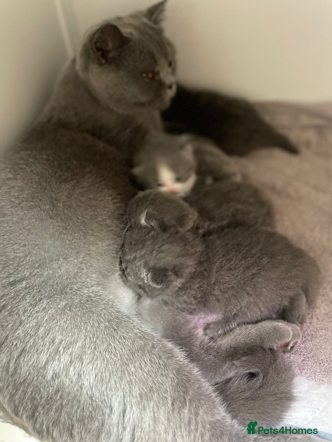 British Shorthair cats for sale: Champion Bloodlines British Shorthair kitten - Image 8