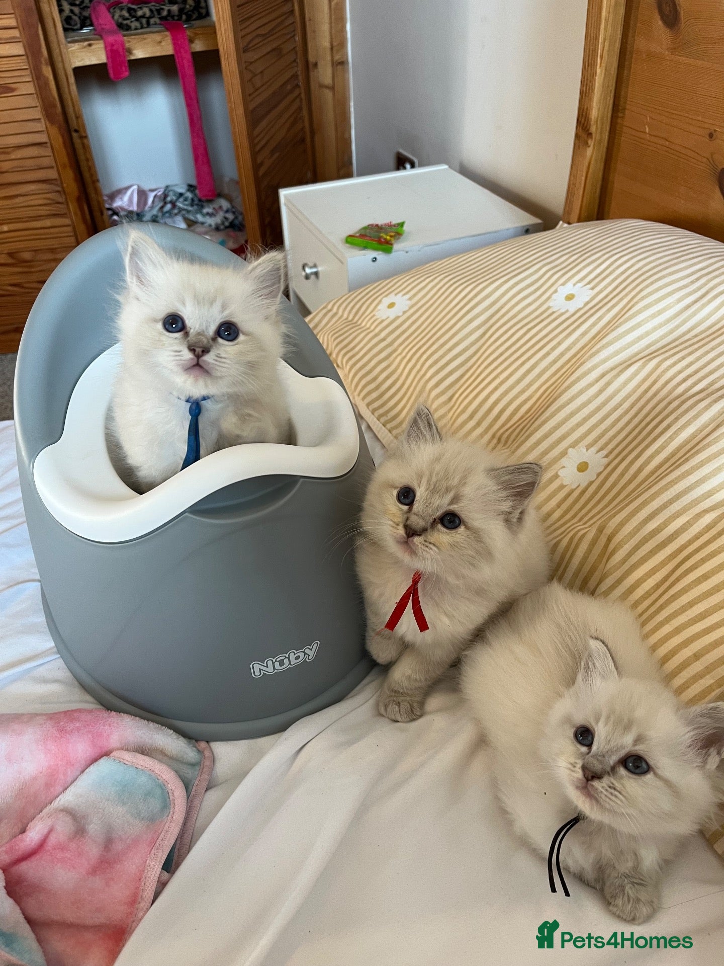 Ragdoll cats TICA registered pedigree Ragdoll kittens - Advert 1