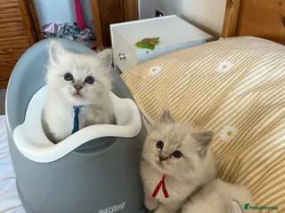 Ragdoll cats TICA registered pedigree Ragdoll kittens - Advert 1