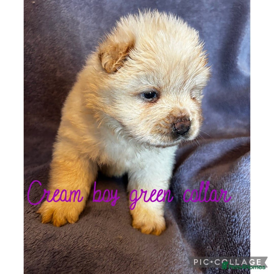 Chow Chow dogs for sale: Stunning chow chow puppies  - Advert 8