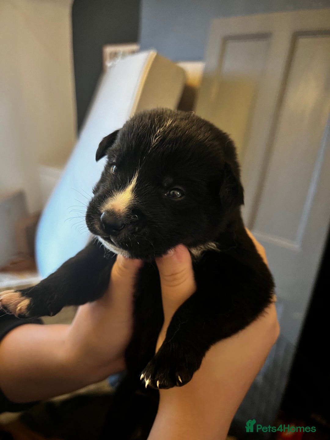 Mixed Breed dogs for sale: Bernese X Huskydor Pups - Advert 8