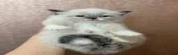 Ragdoll cats for sale: Beautiful Ragdoll kittens  - Advert 5