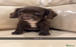Cocker Spaniel dogs for sale: Cocker spaniel puppies  - Image 14