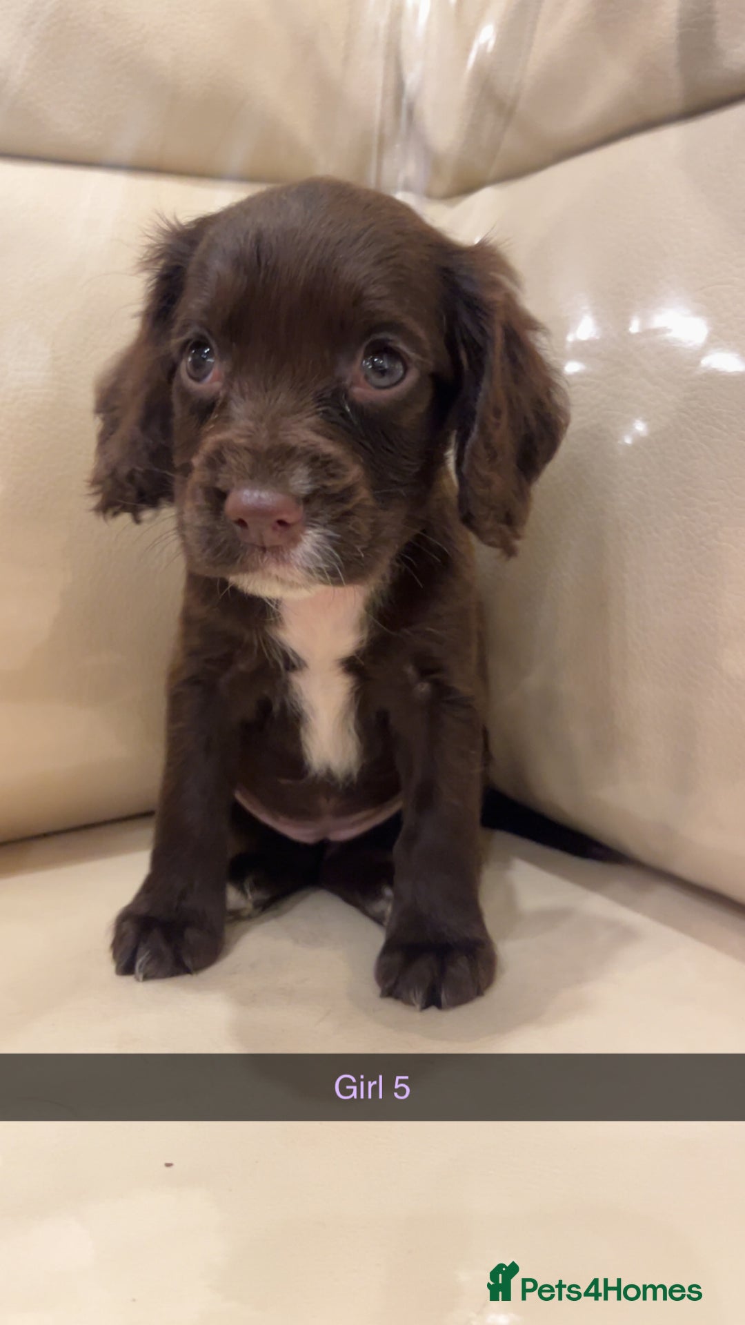 Cocker Spaniel dogs for sale: Cocker spaniel puppies  - Image 14