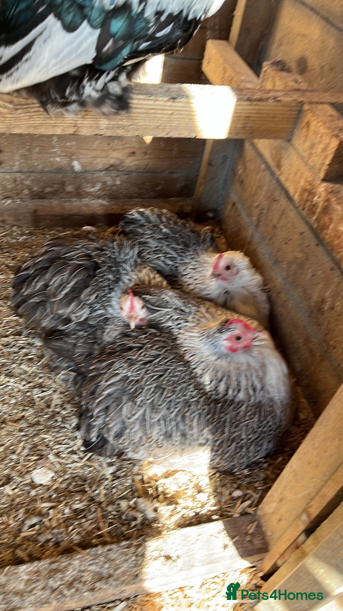 Chickens poultry Quartet silver partridge pekin - Advert 1