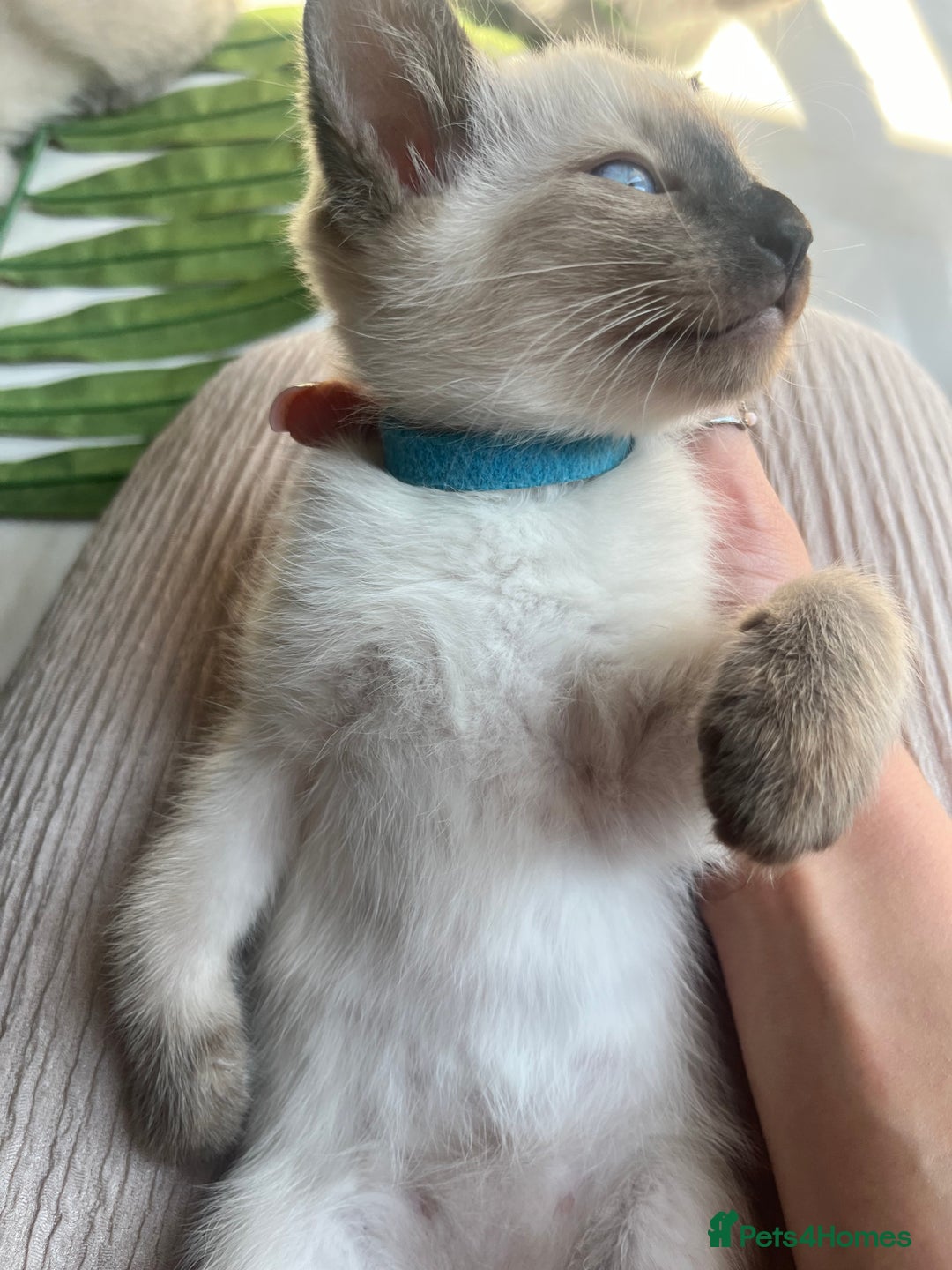Siamese cats for sale: Human Toilet Trained! Exquisite Siamese Kittens - Image 10