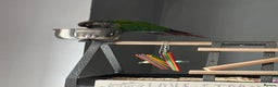 Conures birds for sale: Tame Pearly Conure Parrot - Advert 2