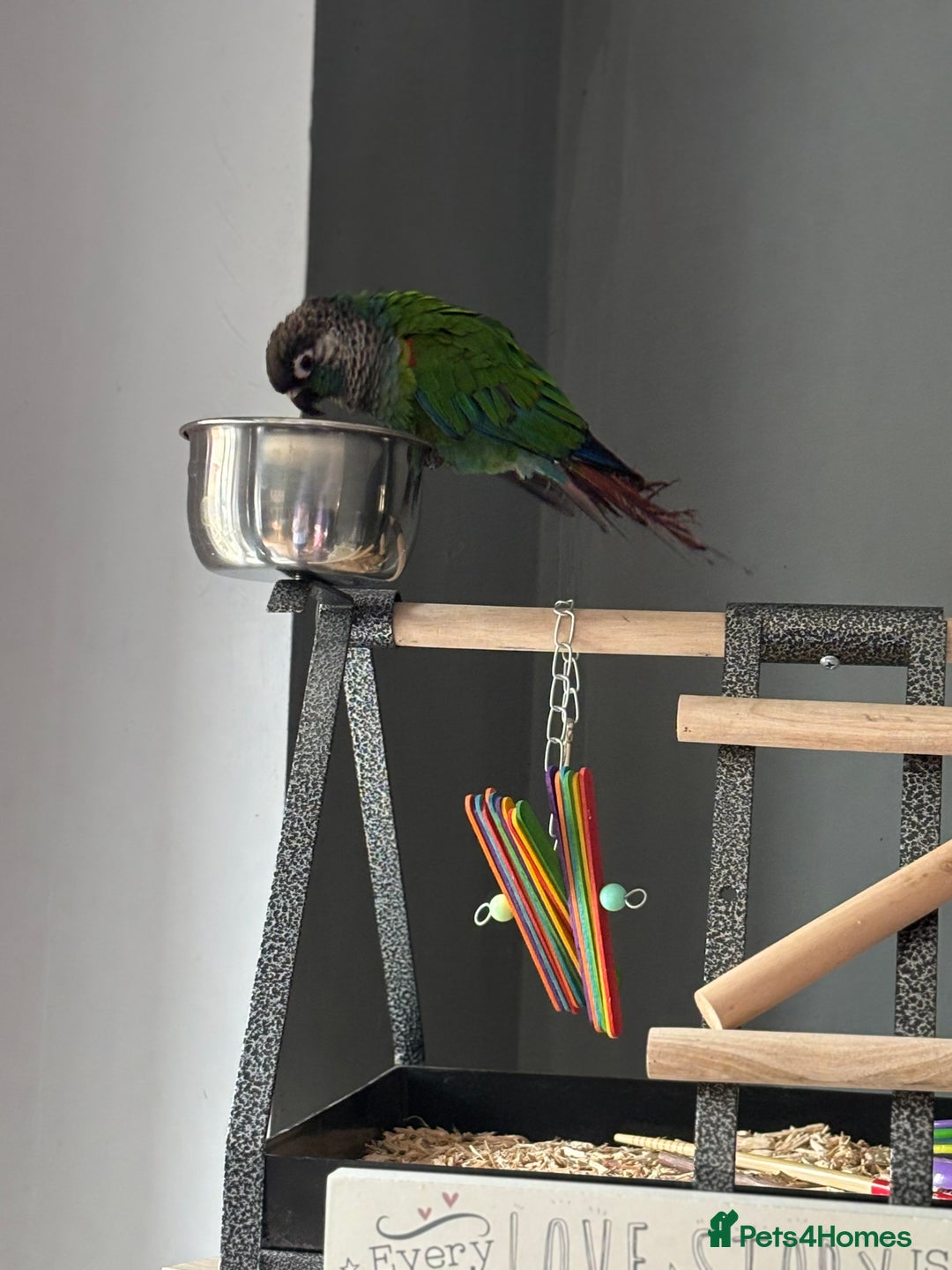 Conures birds for sale: Tame Pearly Conure Parrot - Advert 2