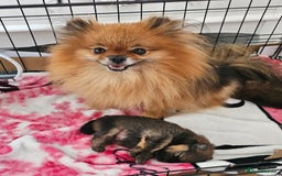 Pomeranian dogs for sale: Tiny beautiful pom girls  - Image 8