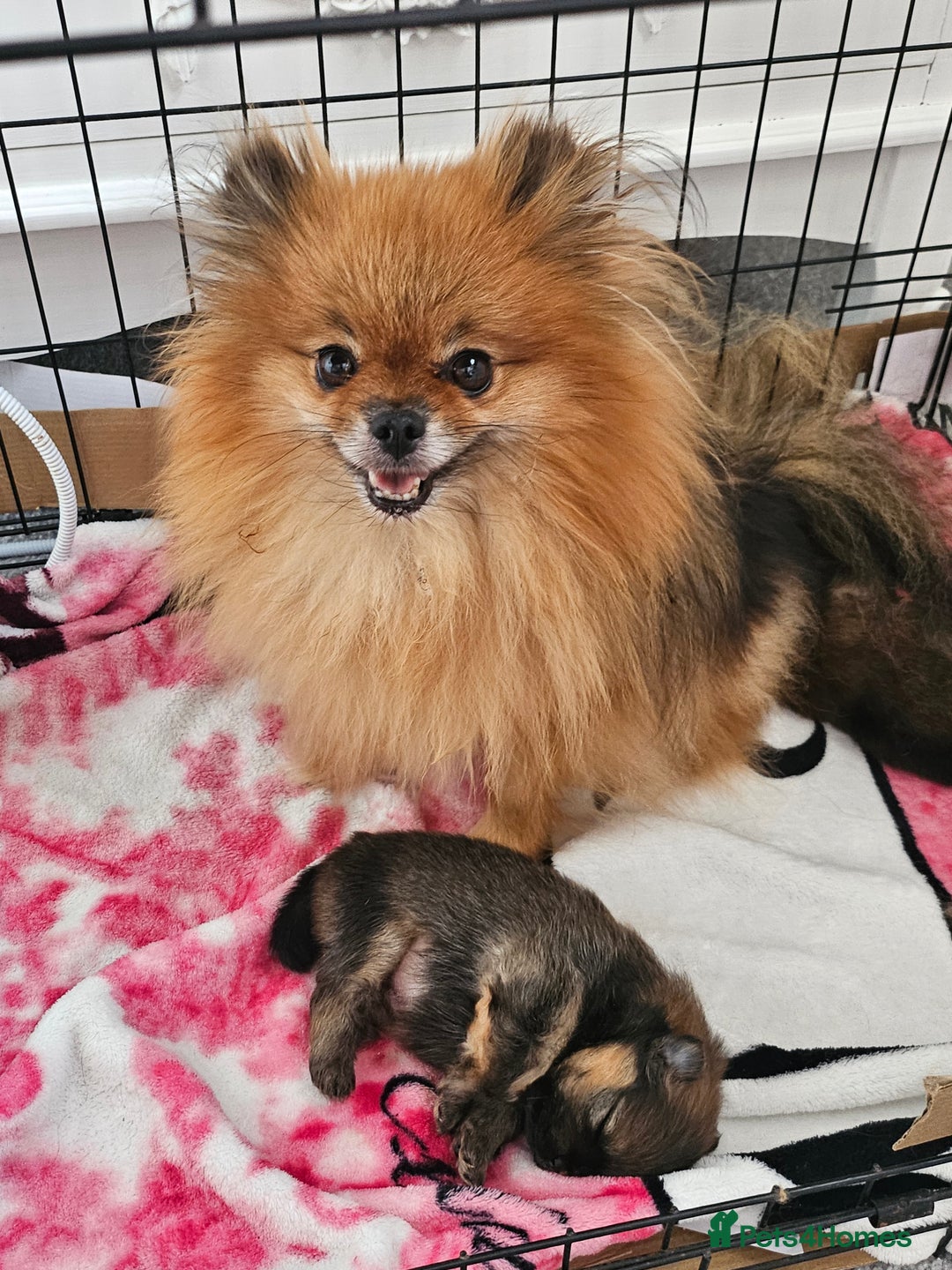 Pomeranian dogs for sale: Tiny beautiful pom girls  - Image 8