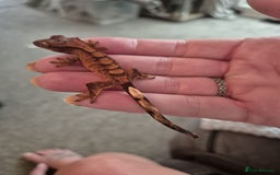 Gecko reptiles for sale: Leopard and crested geckos - Image 1