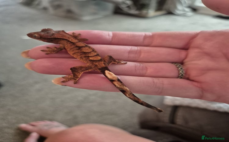 Gecko reptiles - Advert 2